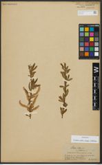 Foto von Salix alba subsp. vitellina (L.) Arcang.